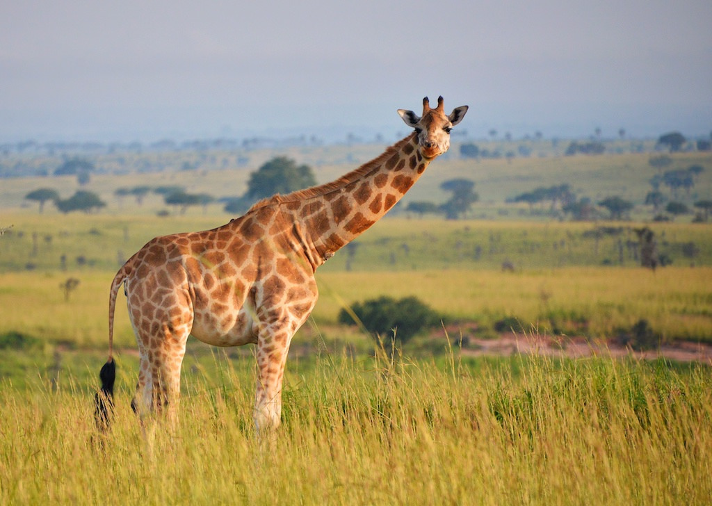 Budget Travel in Queen Elizabeth National Park Budget Travel Guide