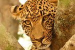 Leopard encounters in Sabi Sands