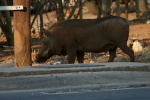 Warthog in Kasane Street