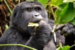Bwindi gorilla