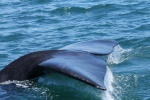 Whale tail