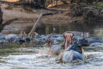Kafue hippos