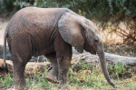Baby elephant samburu