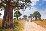 Serengeti, Northern Safari Circuit