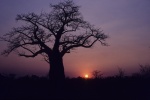 Baobab Sunset, Nxai Pan