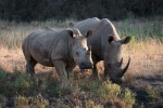 iMfolozi Game Reserve rhinos