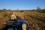 On a Balule Game Drive