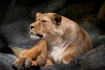 Lioness reclining on a rock in the Timbavati