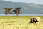 Rhino Grasing by Lake Nakuru