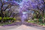 Jacaranda City, Pretoria
