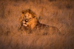 Ruaha National Park lion