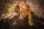 Selous lion cub