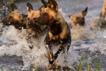 Khwai wild dogs, Botswana