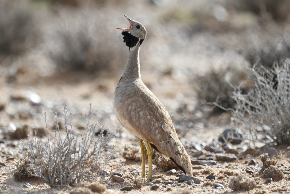 Budget Travel in Karoo | Safari Travel Guide