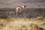 Karoo springbok South Africa
