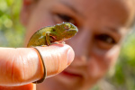 Baby chameleon andasibe-mantadia national park
